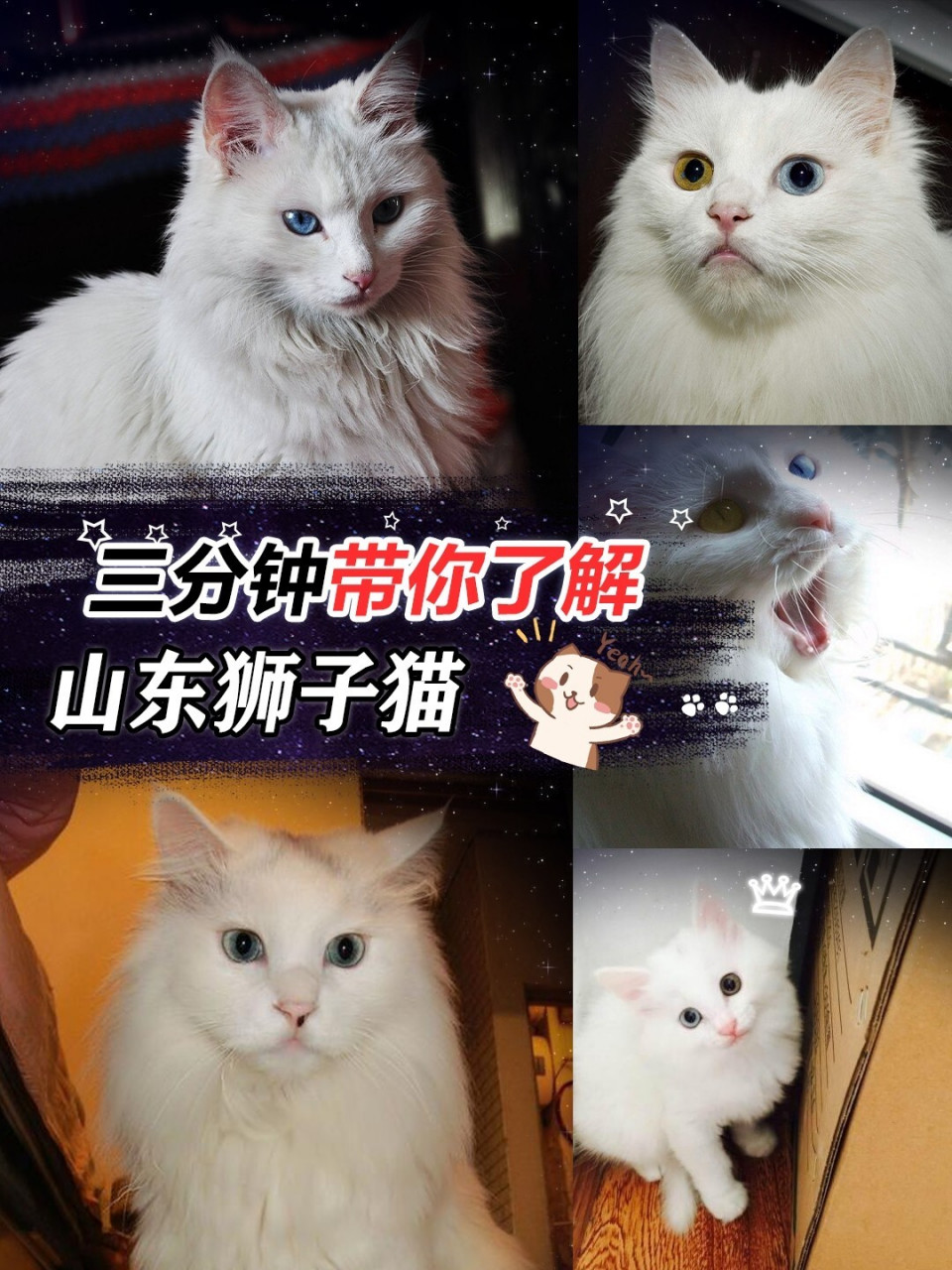 三分钟带你了解山东狮子猫 9899在我们中国的本土猫里,有很多颜值