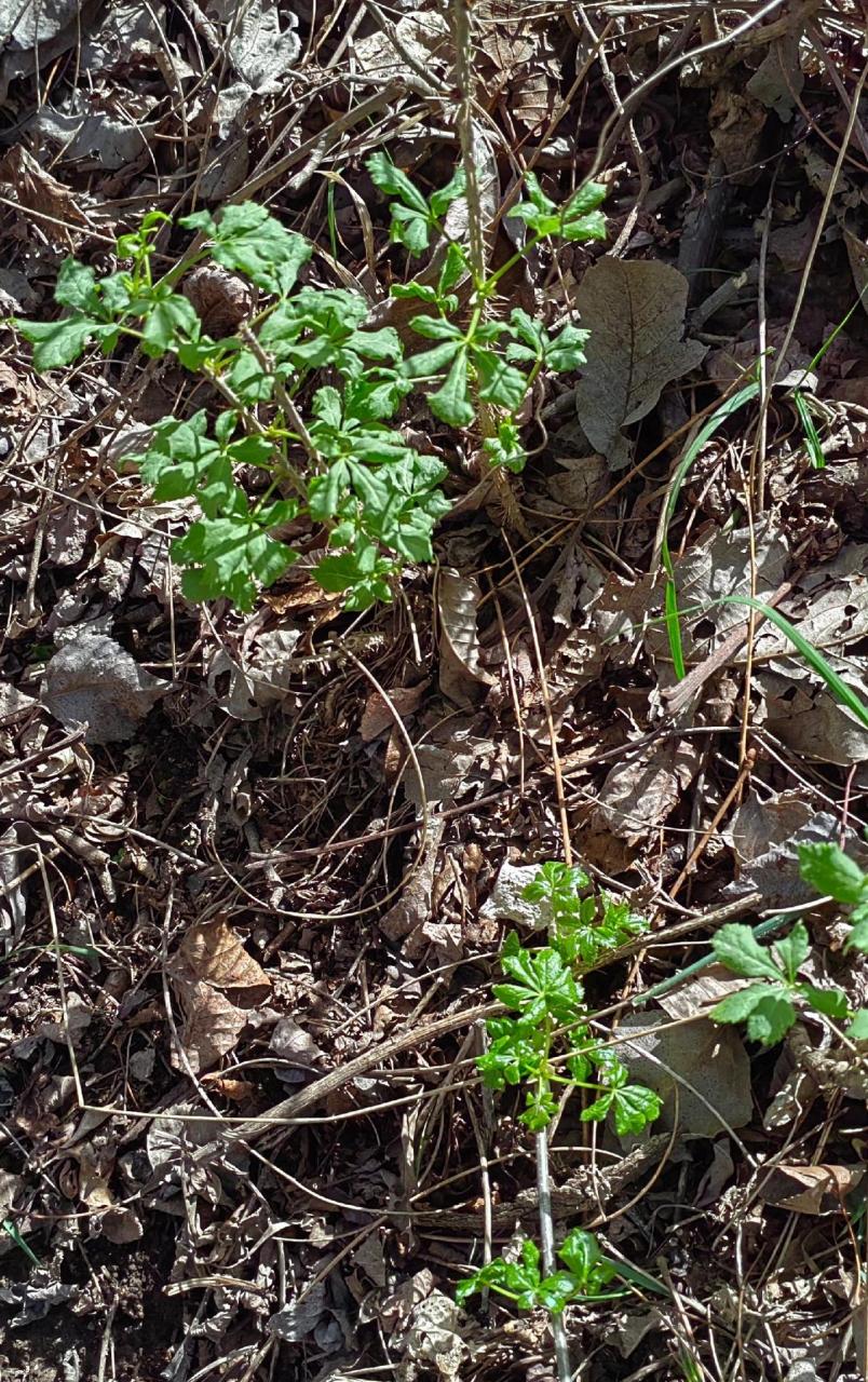 周末探寻到了山野菜刺五加,也叫五叶菜,回到家就是一顿美餐