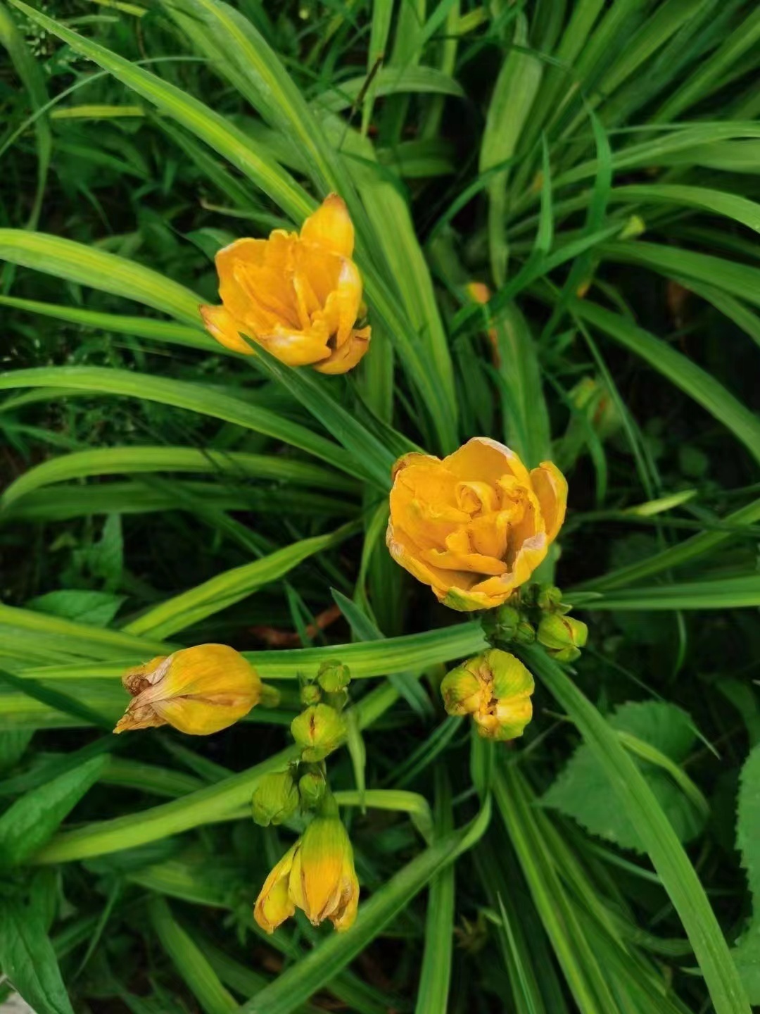 常见露地宿根花卉 宿根花卉是指能够"冬眠"的花卉,其翌年春天地上部分