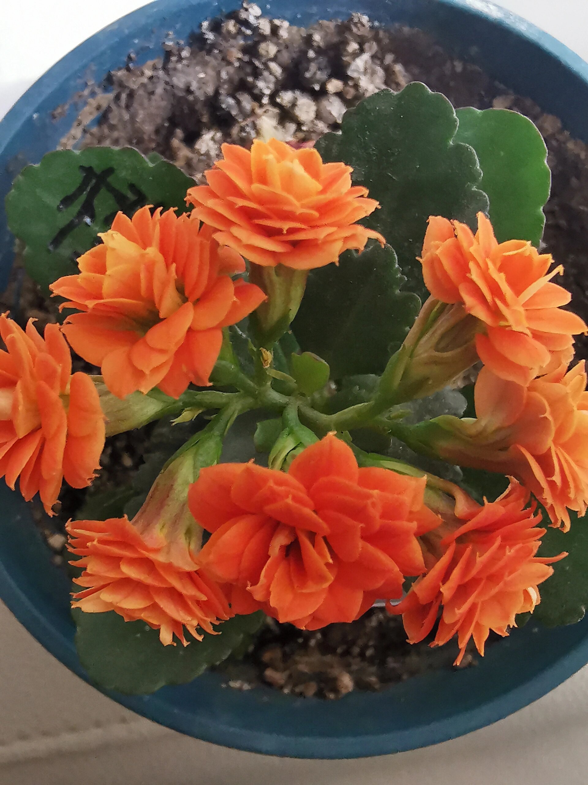 长寿花-法罗    法罗:橙色中花