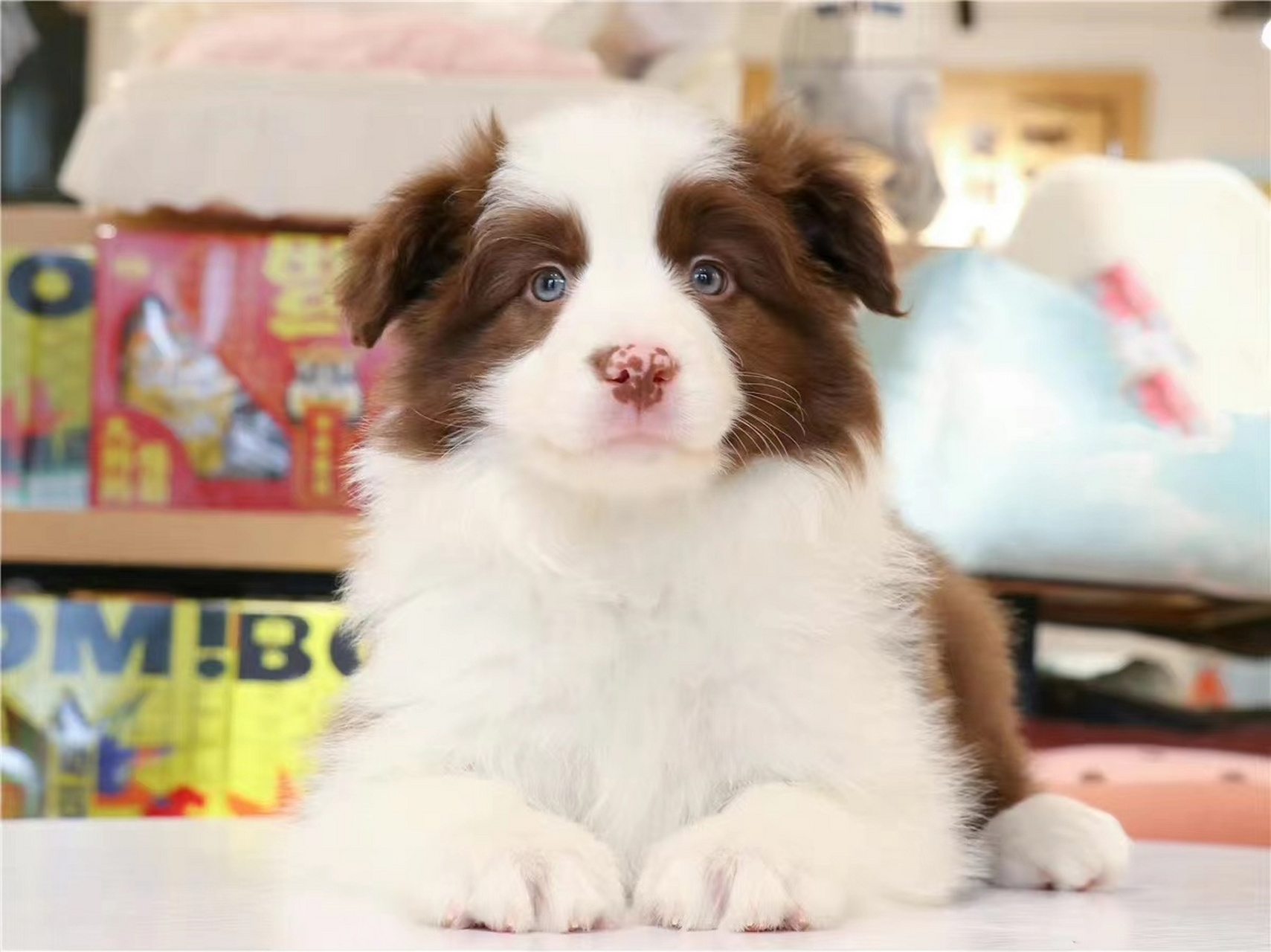 铲屎官们,别再买贵 边境牧羊犬多少钱一只?