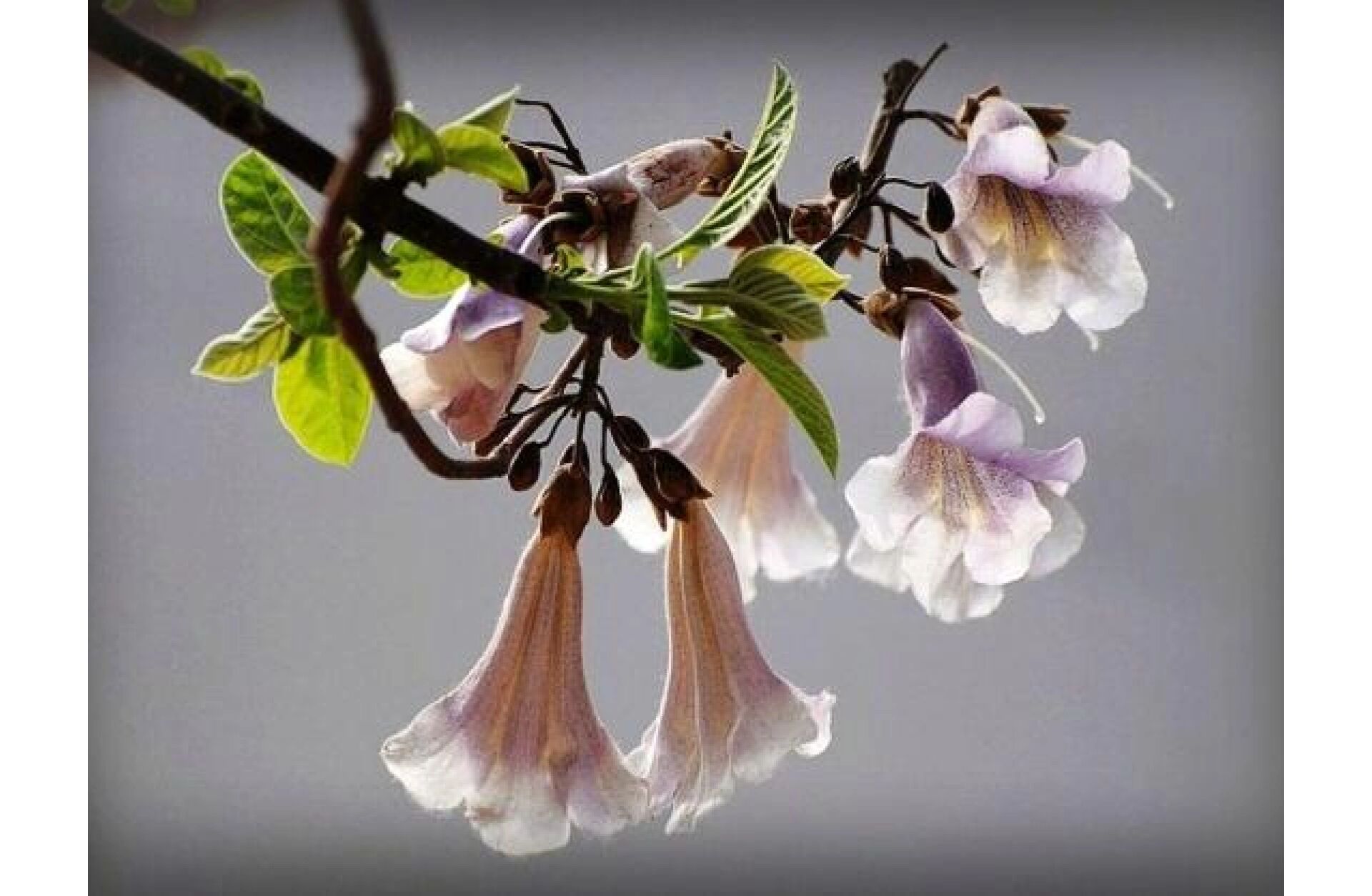 96花材:梧桐花,泡桐花 96梧桐花与泡桐花区别如下: 95