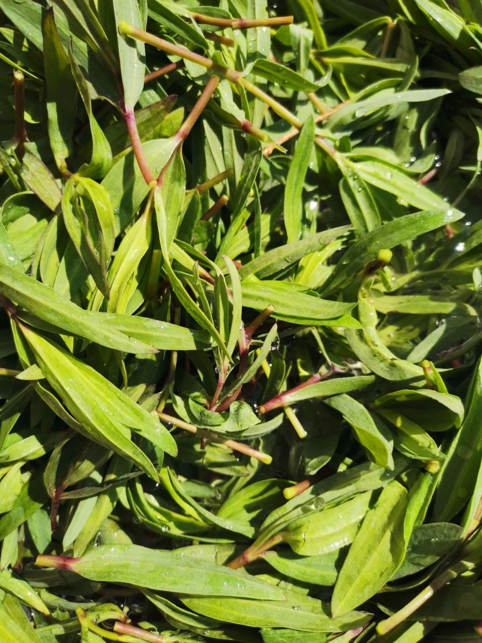 山苜楂大包子 野菜是春天采的冻起来,解化切碎用的,味道很好