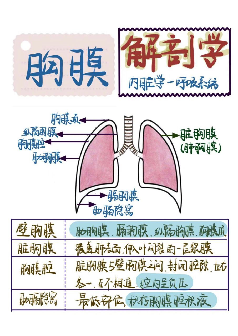 胸膜的体表投影图片