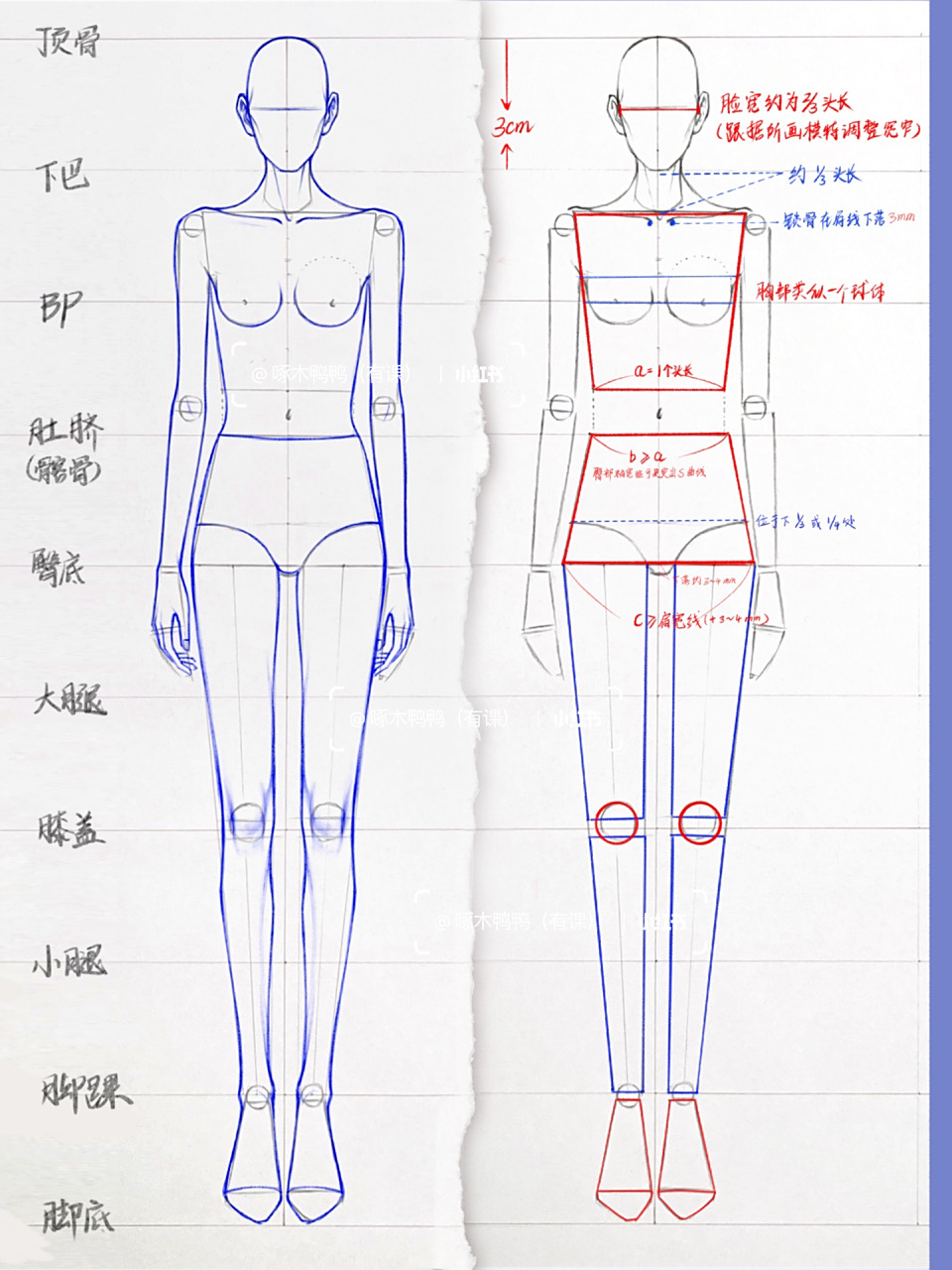 服装人体基础讲解·站姿人体·入门必备! 超详细的站姿人体讲解来啦!