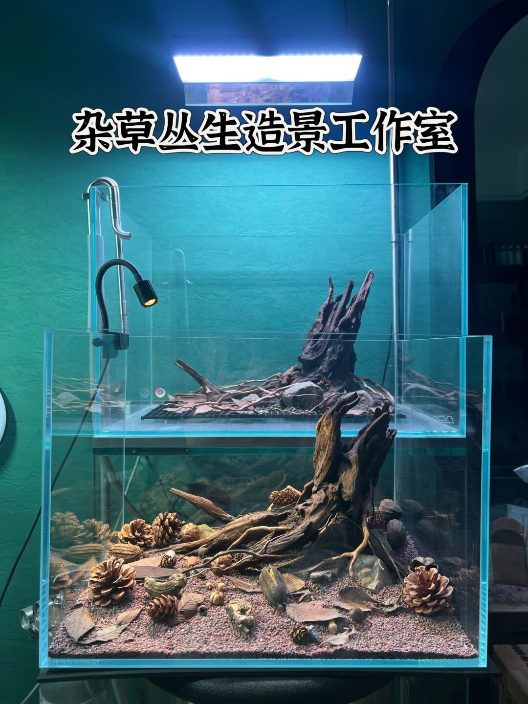 40鱼缸 南美树桩造景