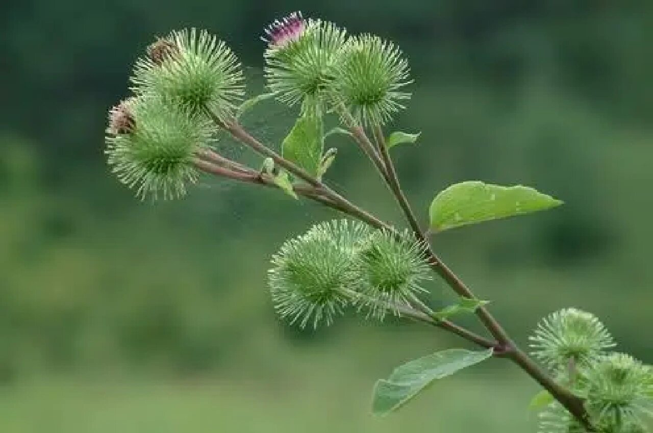 15,牛蒡子niu bang zi 牛蒡子  中药材 别名: 大力子,鼠粘子,恶实,牛