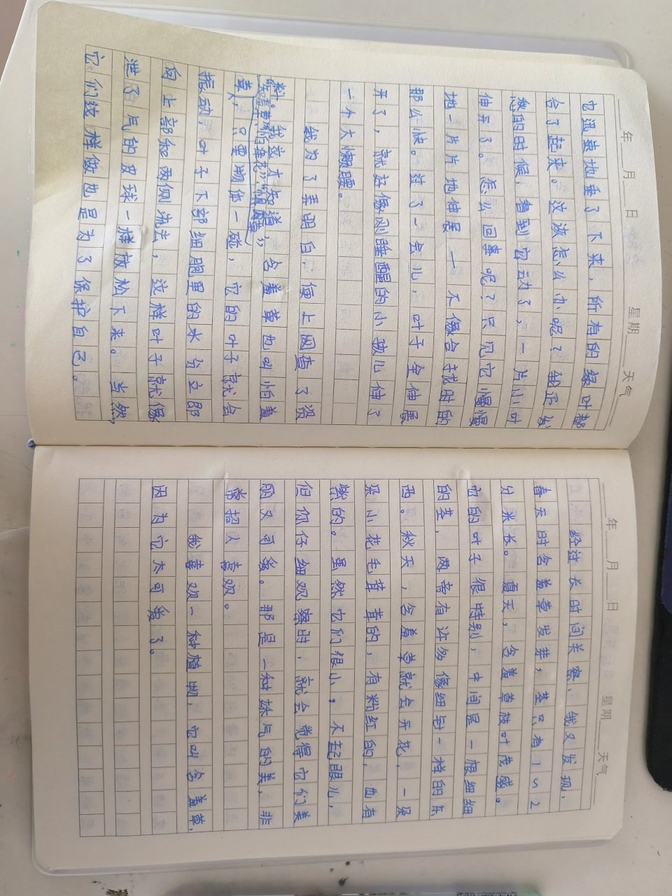 含羞草作文300字3年级图片