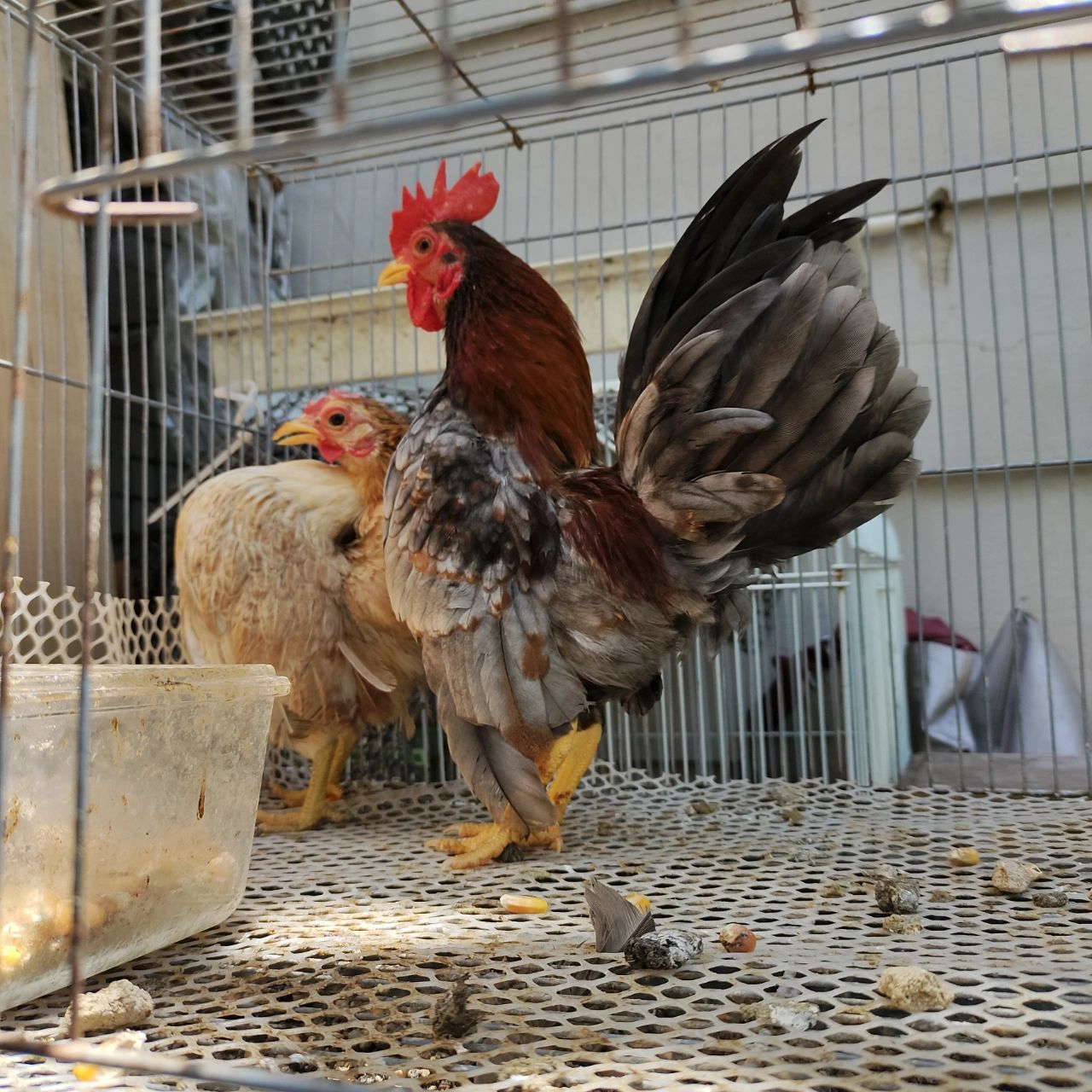 塞拉玛观赏鸡    塞拉玛观赏鸡是世界上矮脚鸡里面体型最小,体重最轻