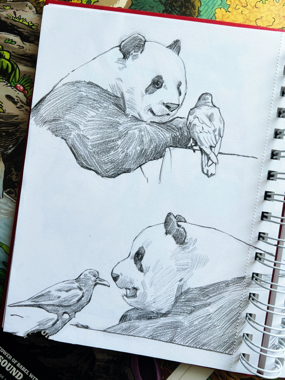 速写熊猫|来自三太子的治愈 如果不是有小伙伴留言说要看萌兰,我都不