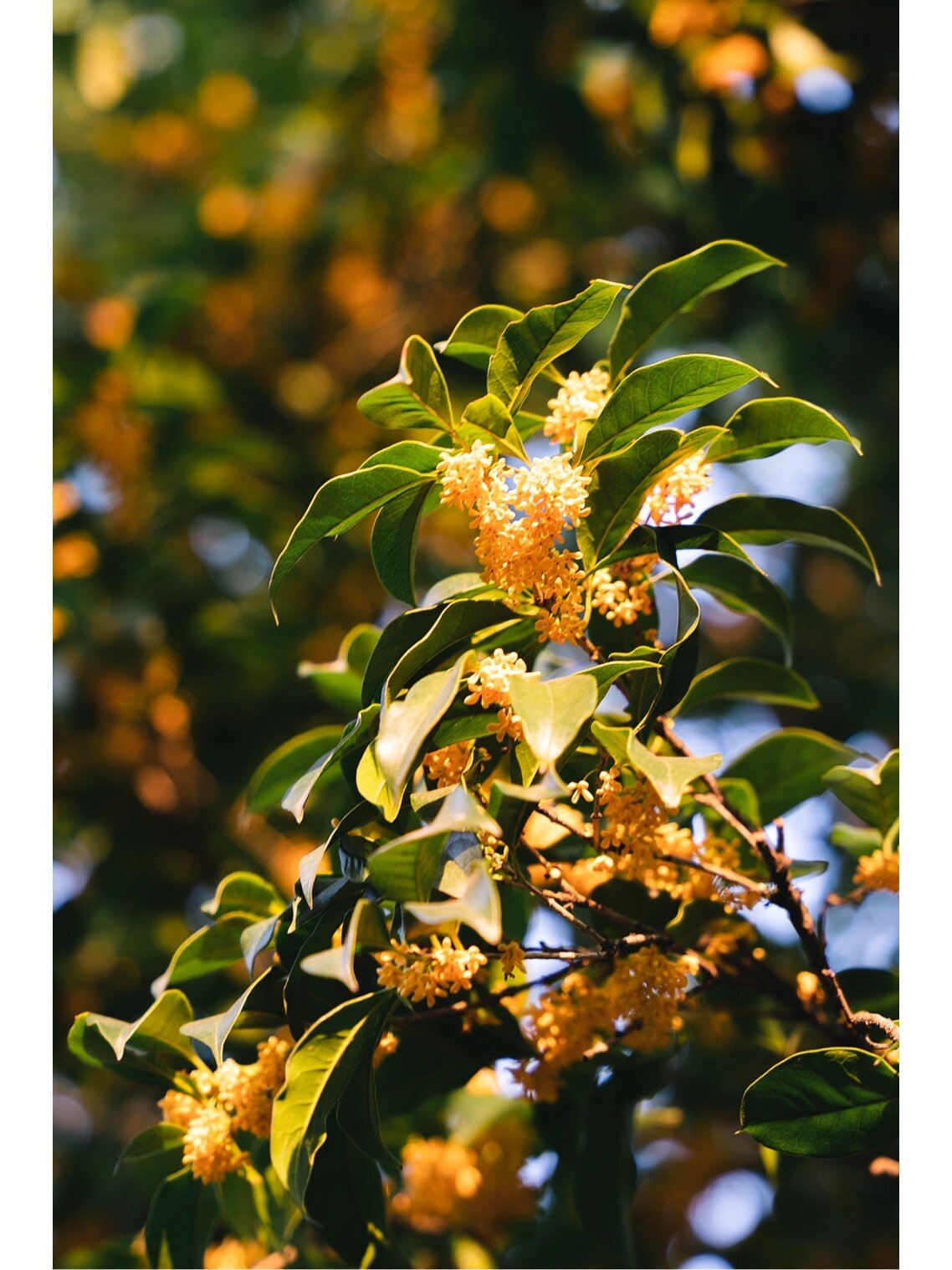 桂花又称木樨花,是杭州的市花,当下满城金桂芬香四溢,不愧钱塘三秋桂