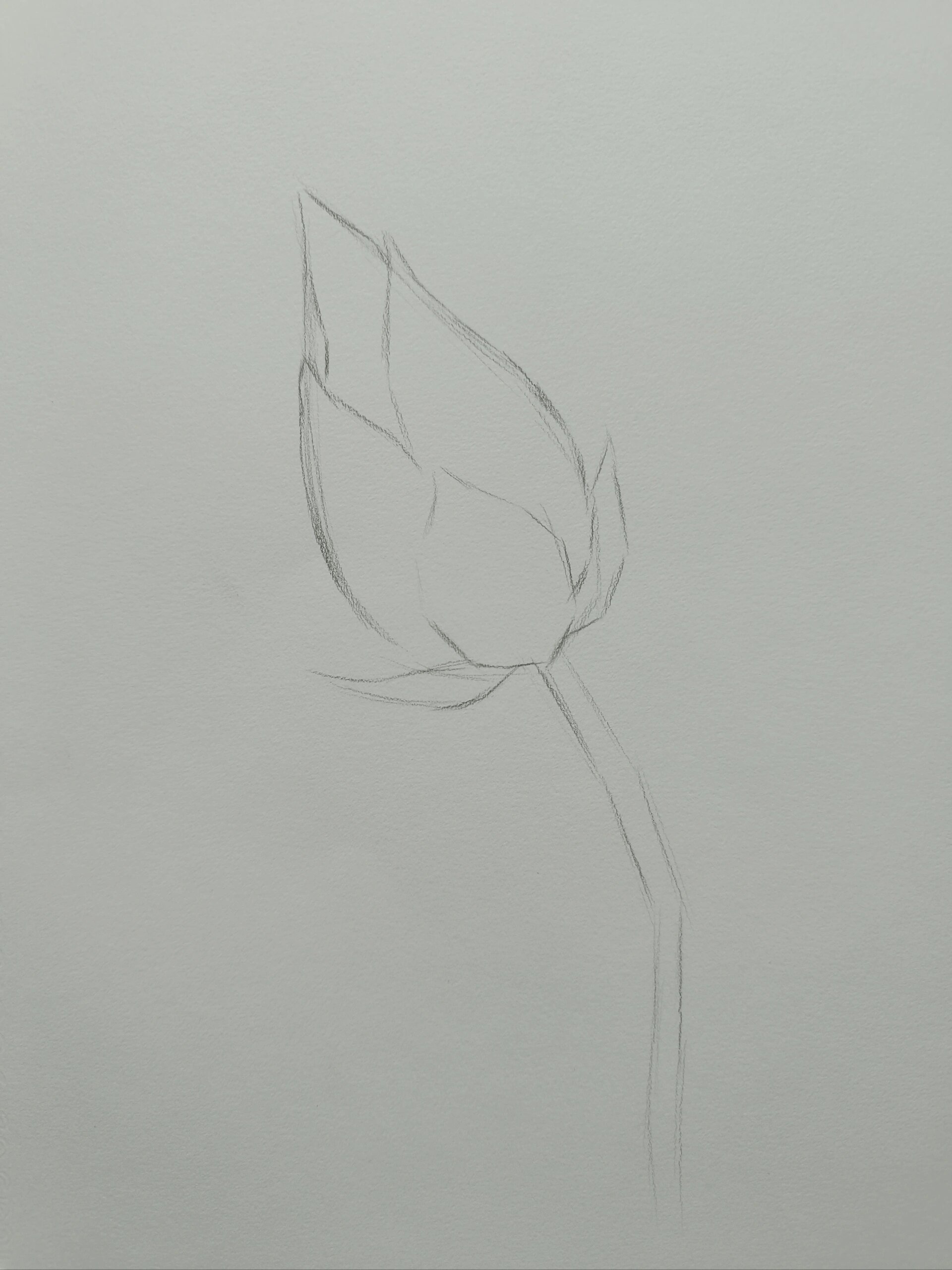 零基础素描教学——(荷花1