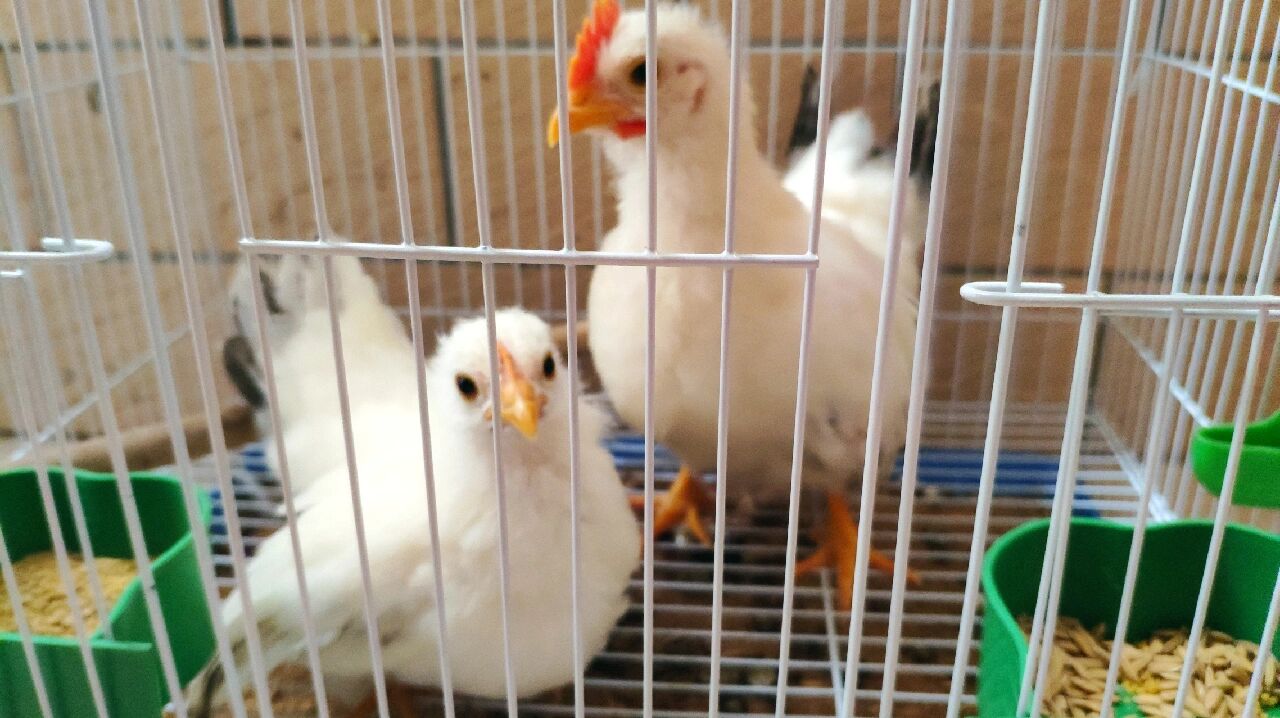 元宝鸡 泰国白桂鸡,快满两个月,刚好一对