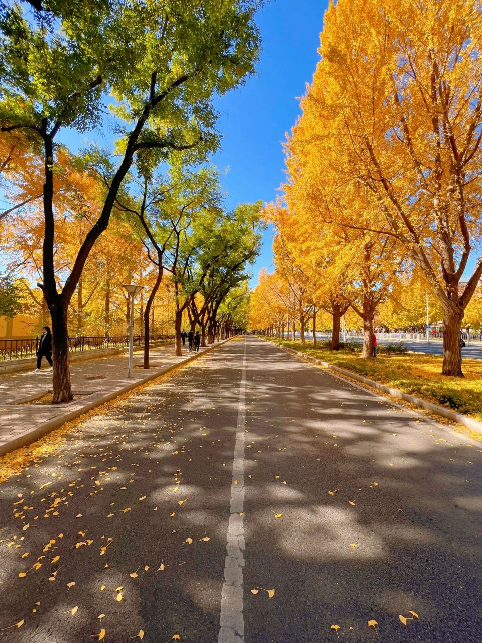 我在深秋的北京发现了一条超惊艳的马路 前两日,去钓鱼台银杏大道赏完