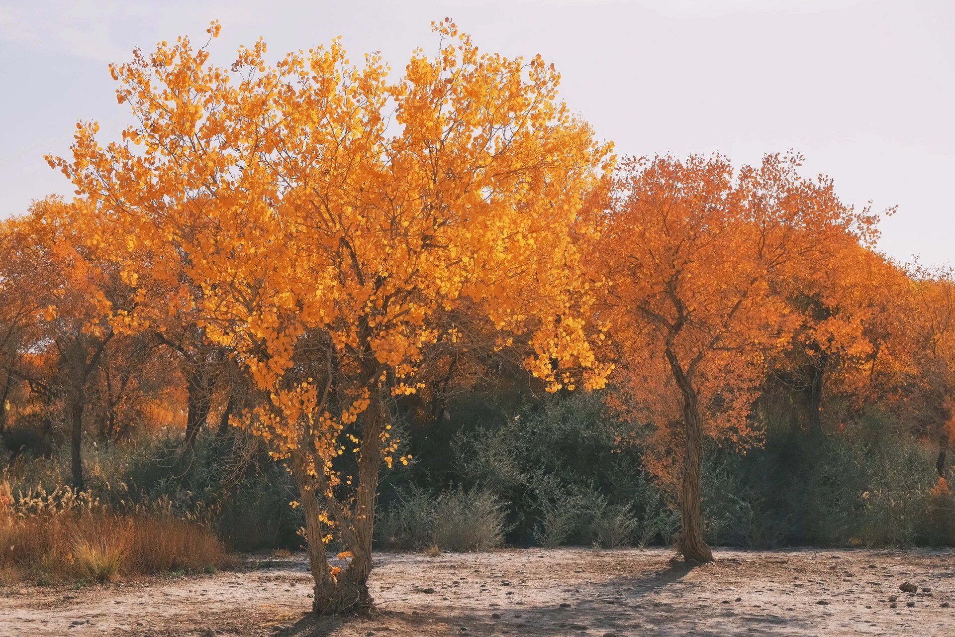 十月泽普金湖杨林 20231026 莎车到泽普胡杨林的攻略