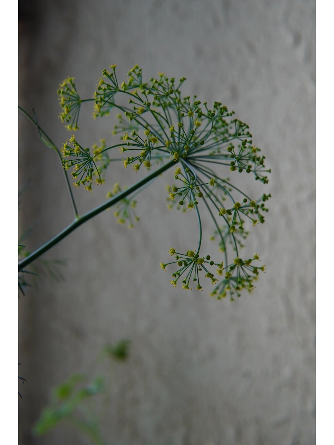 莳萝开出了蕾丝花,法式仙香