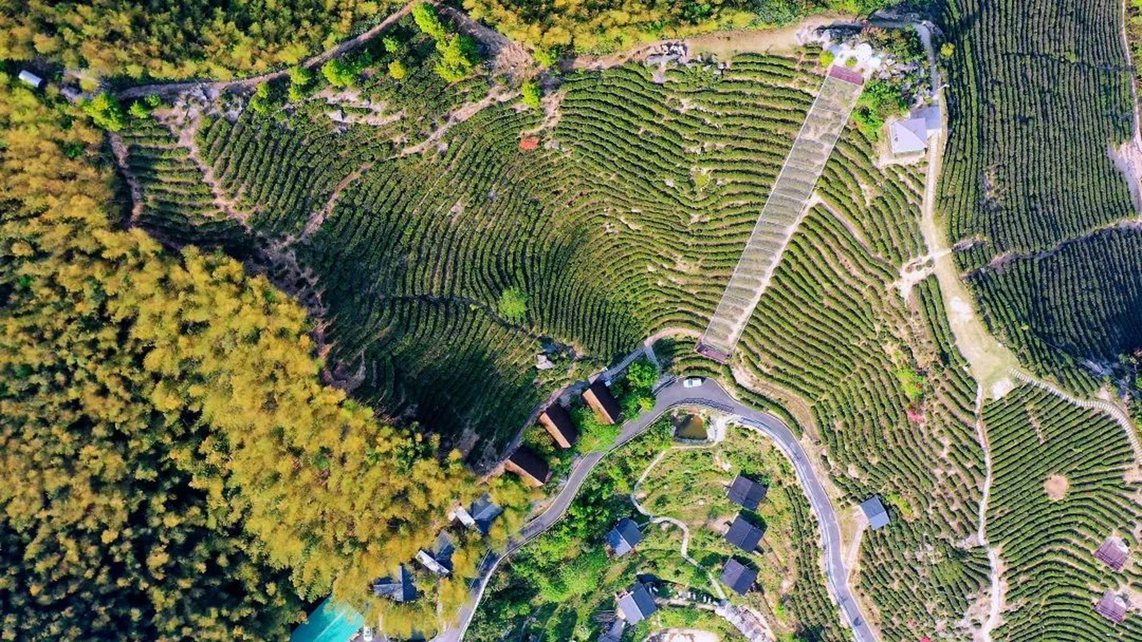 芬芳在望茶香满城# 【春光无限好 不如采茶去】 眼下,黑麋峰星空茶园