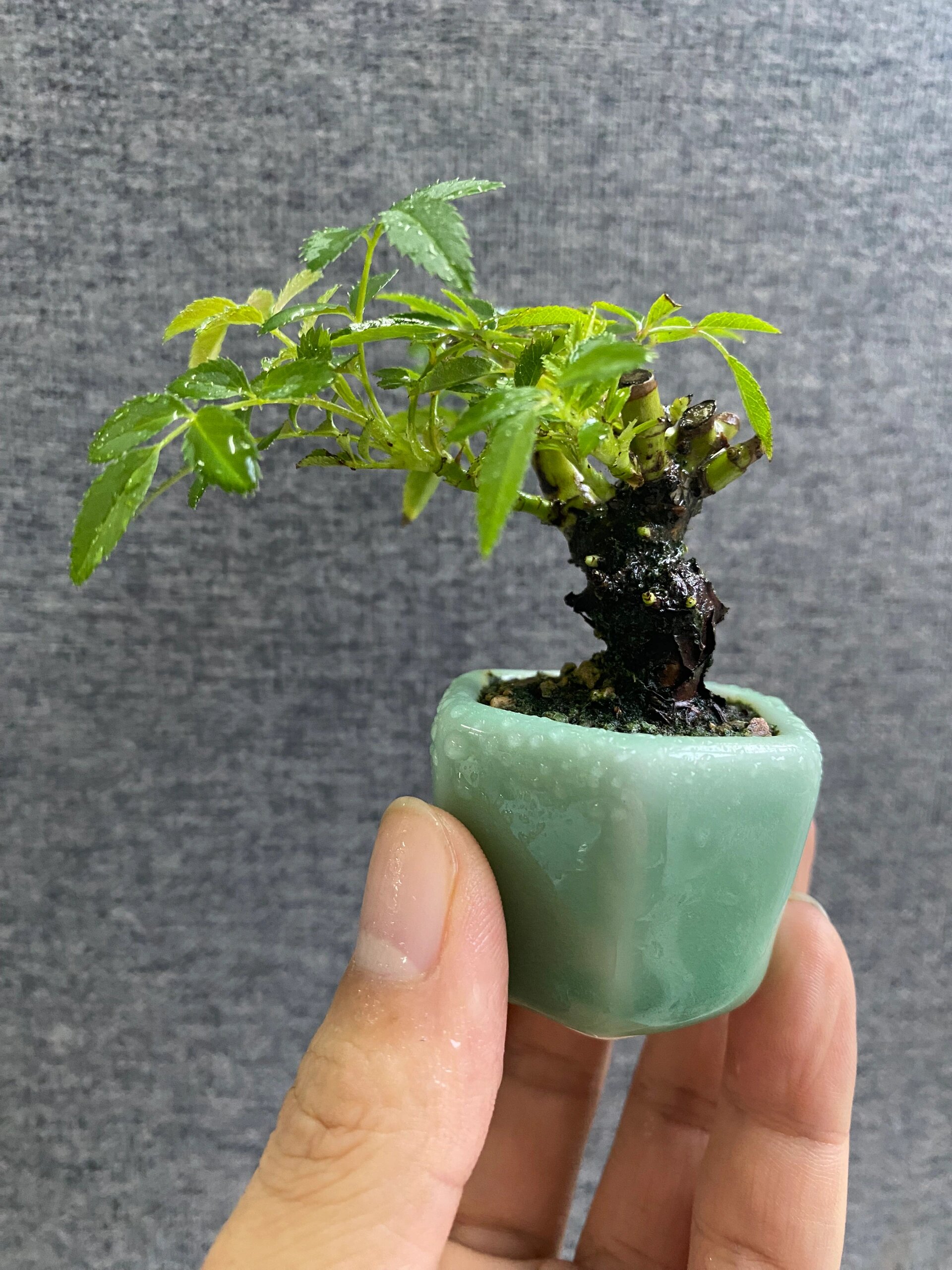 豆盆系列～姬蔷薇