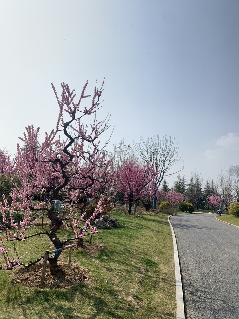 合肥很少人发现的超大公园 那就是在建的骆岗中央公园啦 目前大草坪