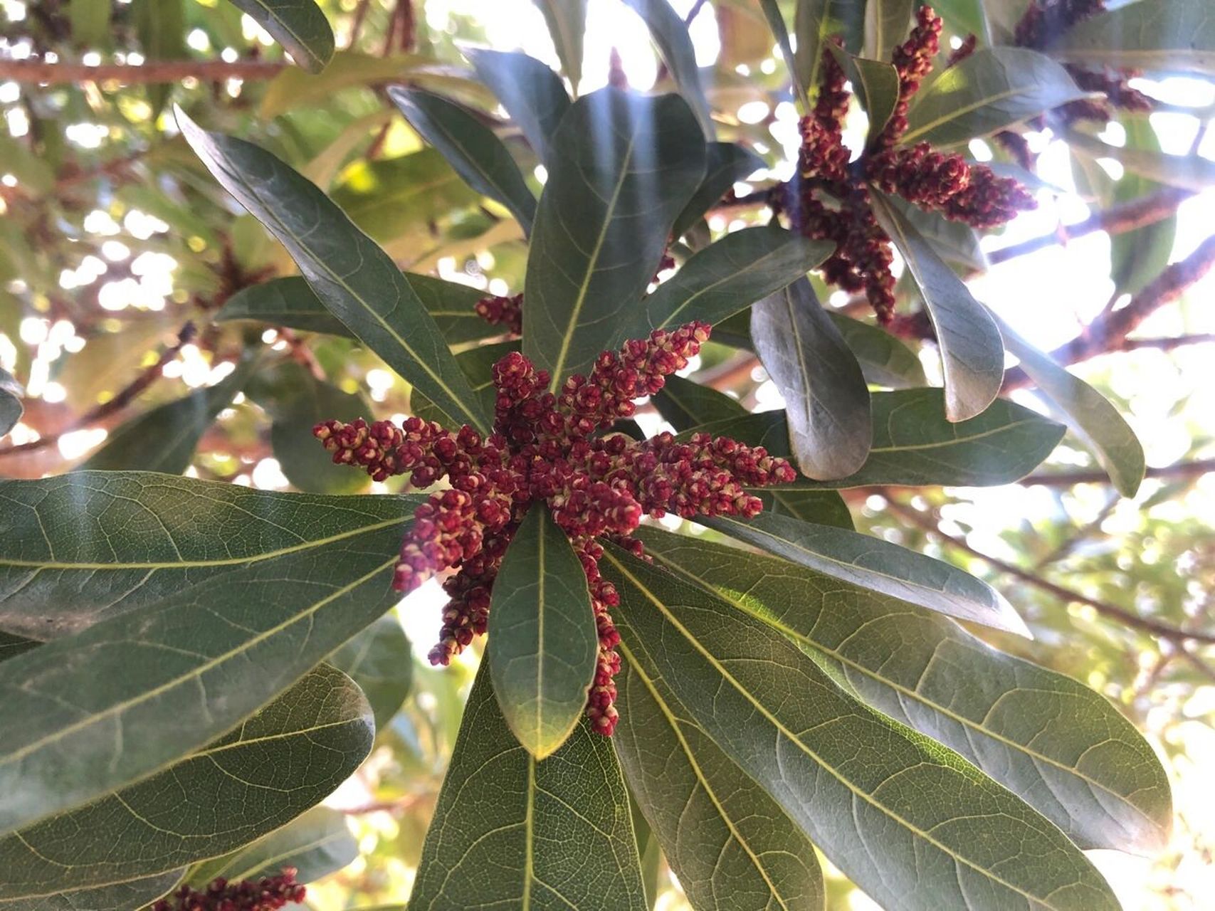 壯實的楊梅雄花 楊梅花很少見,尤其是雄花