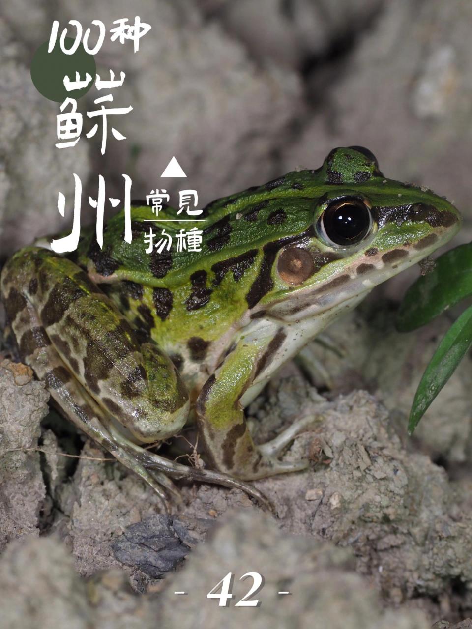 苏州物种科普|田鸡 黑斑侧褶蛙 (pelophylax nigromaculatus) 【观察