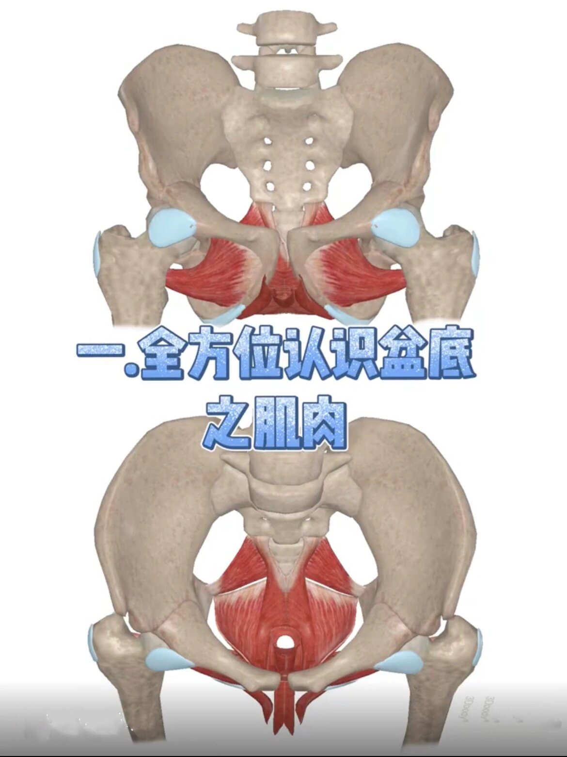 骨盆底肌 骨盆底肌的重要性 盆底肌