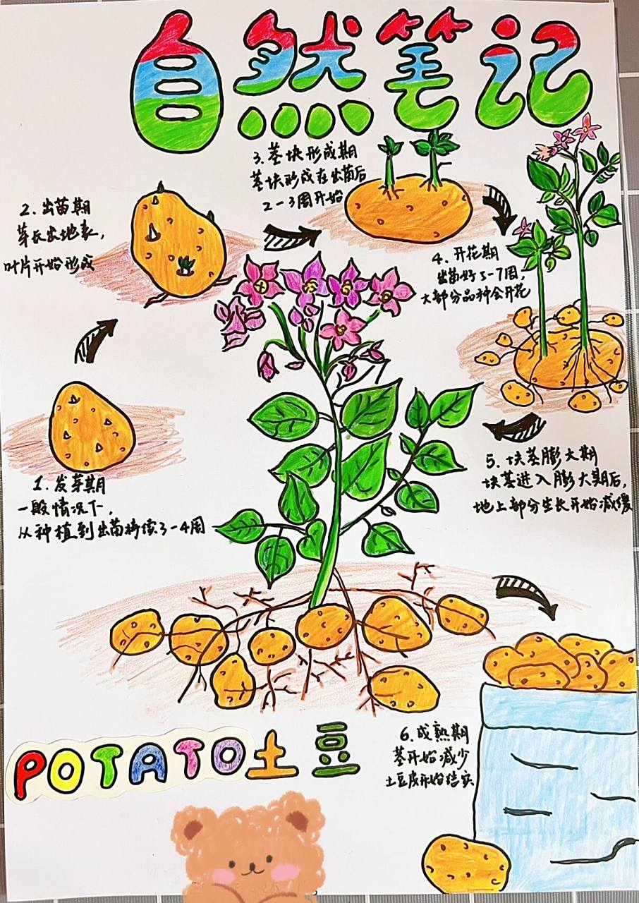 自然笔记|土豆08