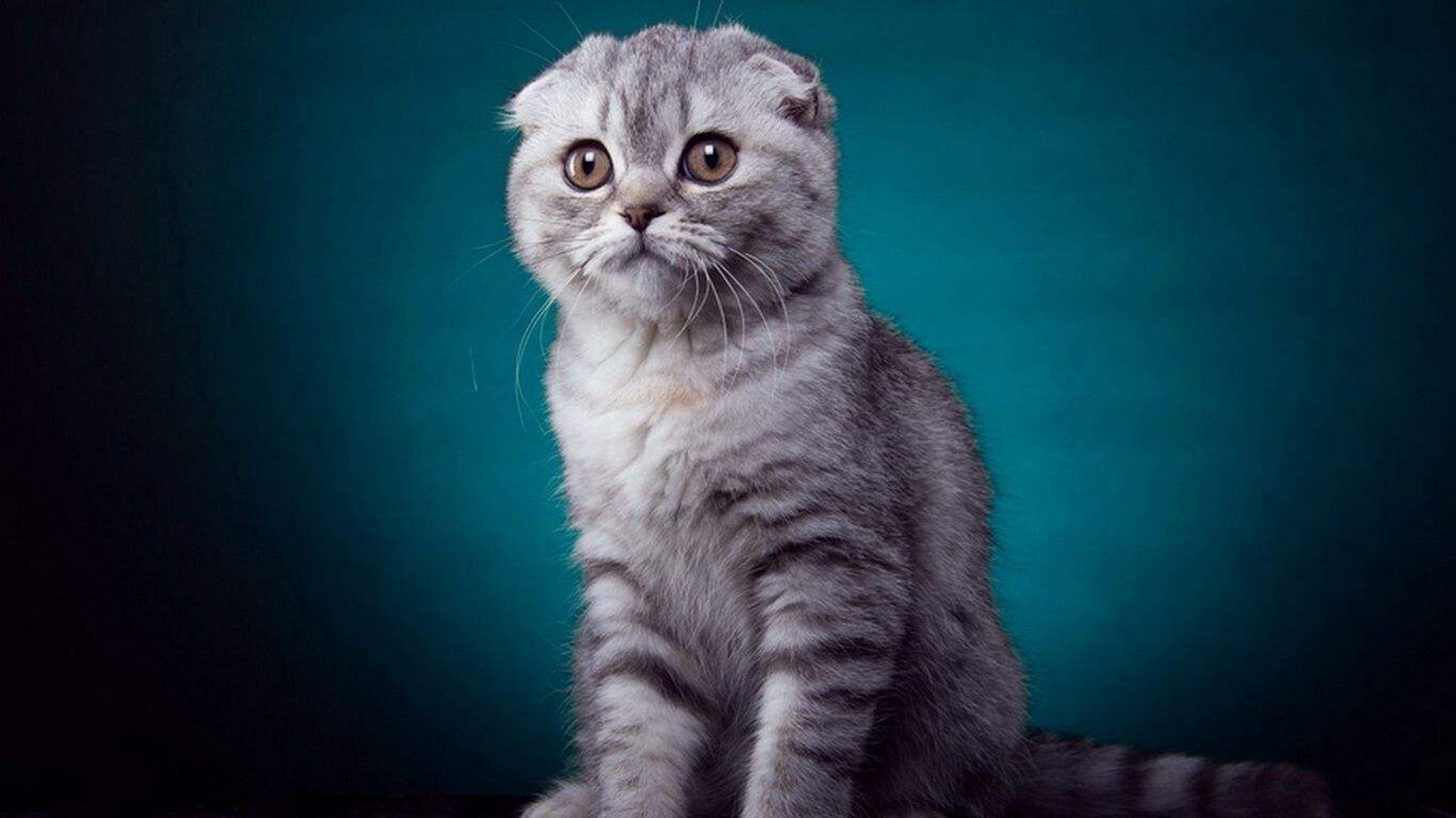 苏格兰折耳猫 苏格兰折耳猫 其他名称 苏格兰折耳短毛猫 苏格兰折耳