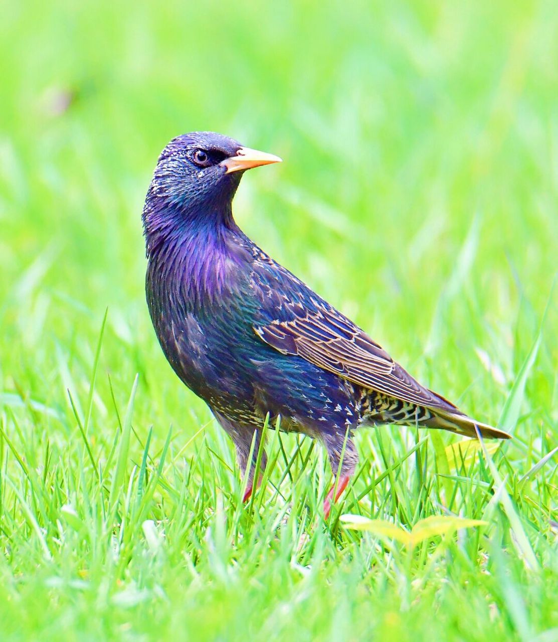 紫翅椋鳥 英文名稱:european starling 整體黝黑的椋鳥,近看時羽色