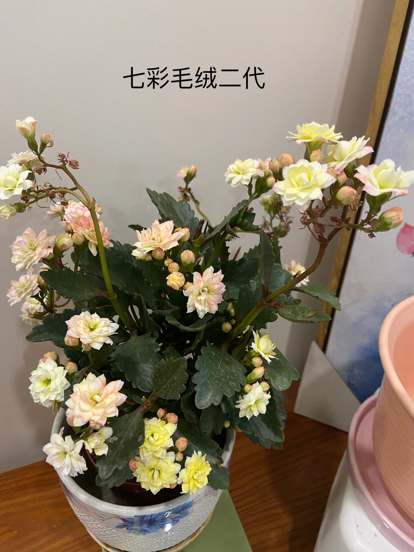 长寿花七彩毛绒2代图片