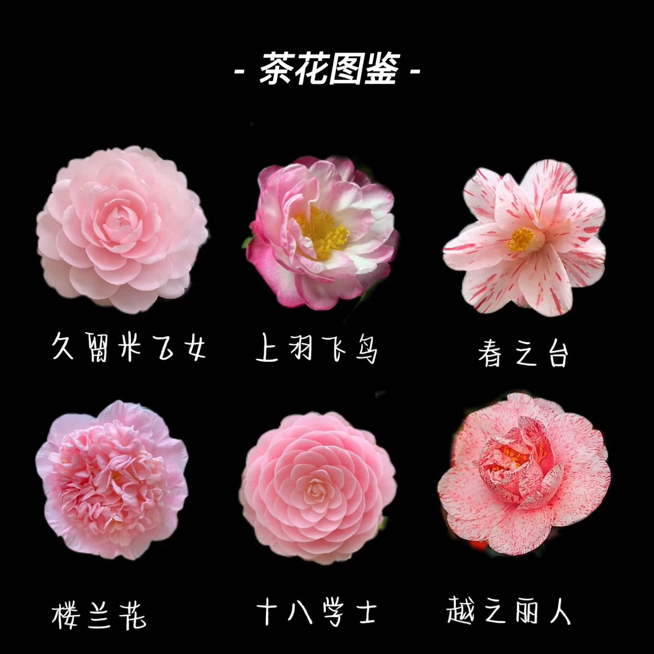 山茶花图鉴|山茶,开在最烂漫时凋落 96山茶花的花语是:理想的爱