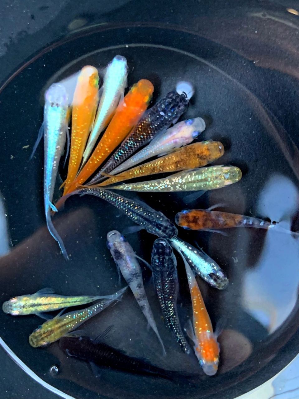 观背青鳉各品种大杂烩 观背青鳉 近期给鱼友们选的