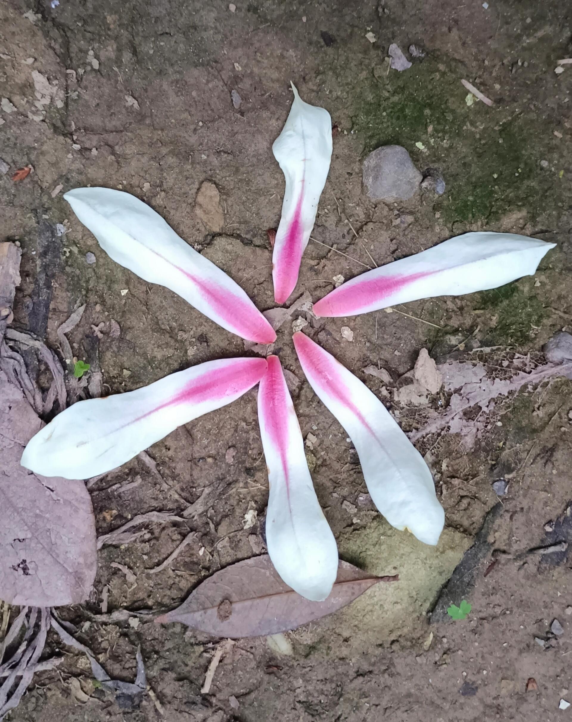 望春花和白玉兰的区别图片