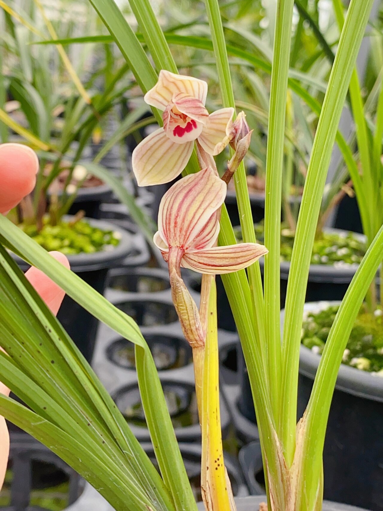 莲瓣兰,紫熙荷,福建开品也是棒棒哒