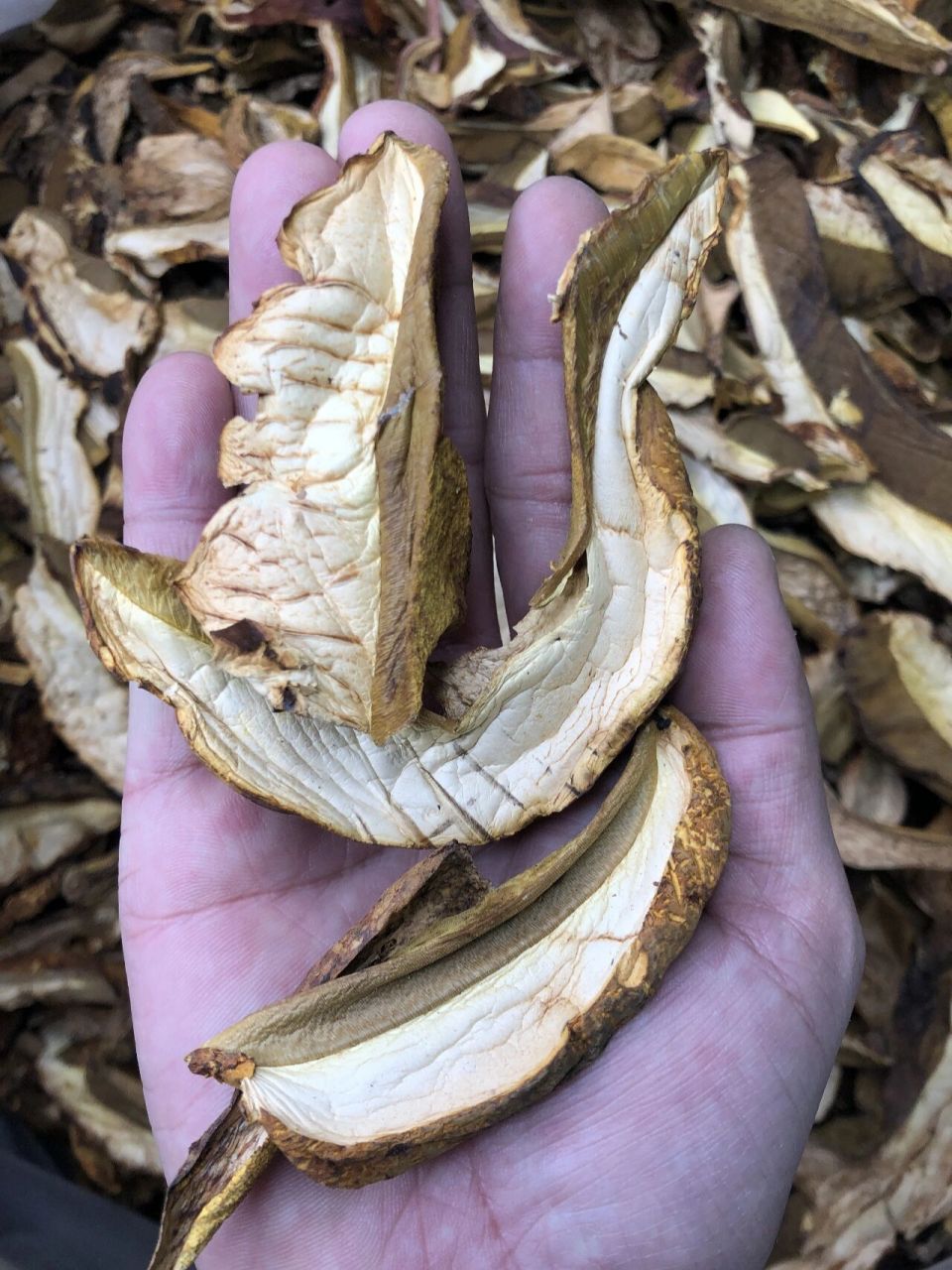 牛肝菌肥厚味美,营养丰富 黄牛肝菌,别名黄赖头,老虎头,多生长在夏