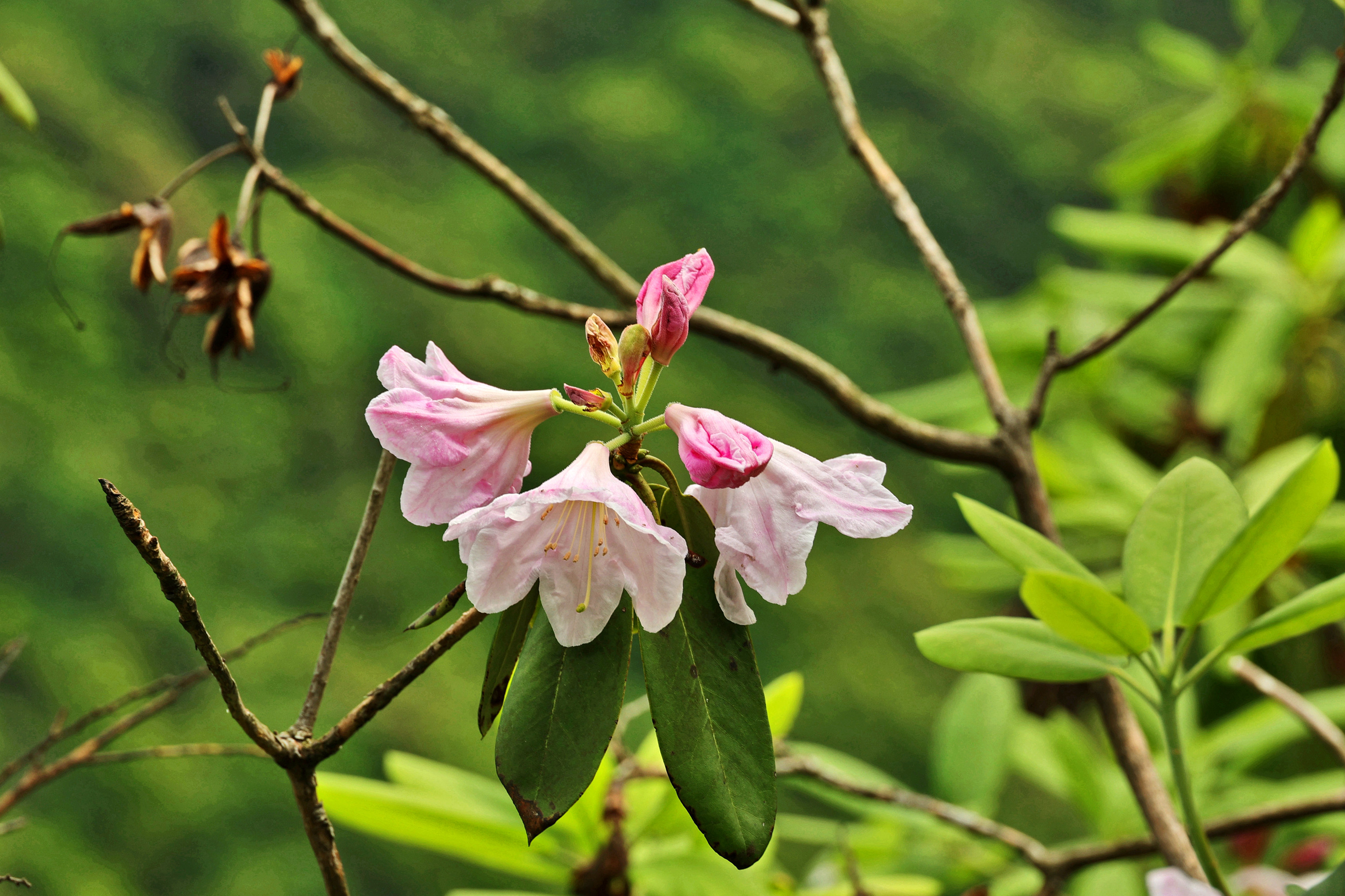 云锦杜鹃,生于高海拔地区(600-2000米)的山脊阳处或林下,苍劲