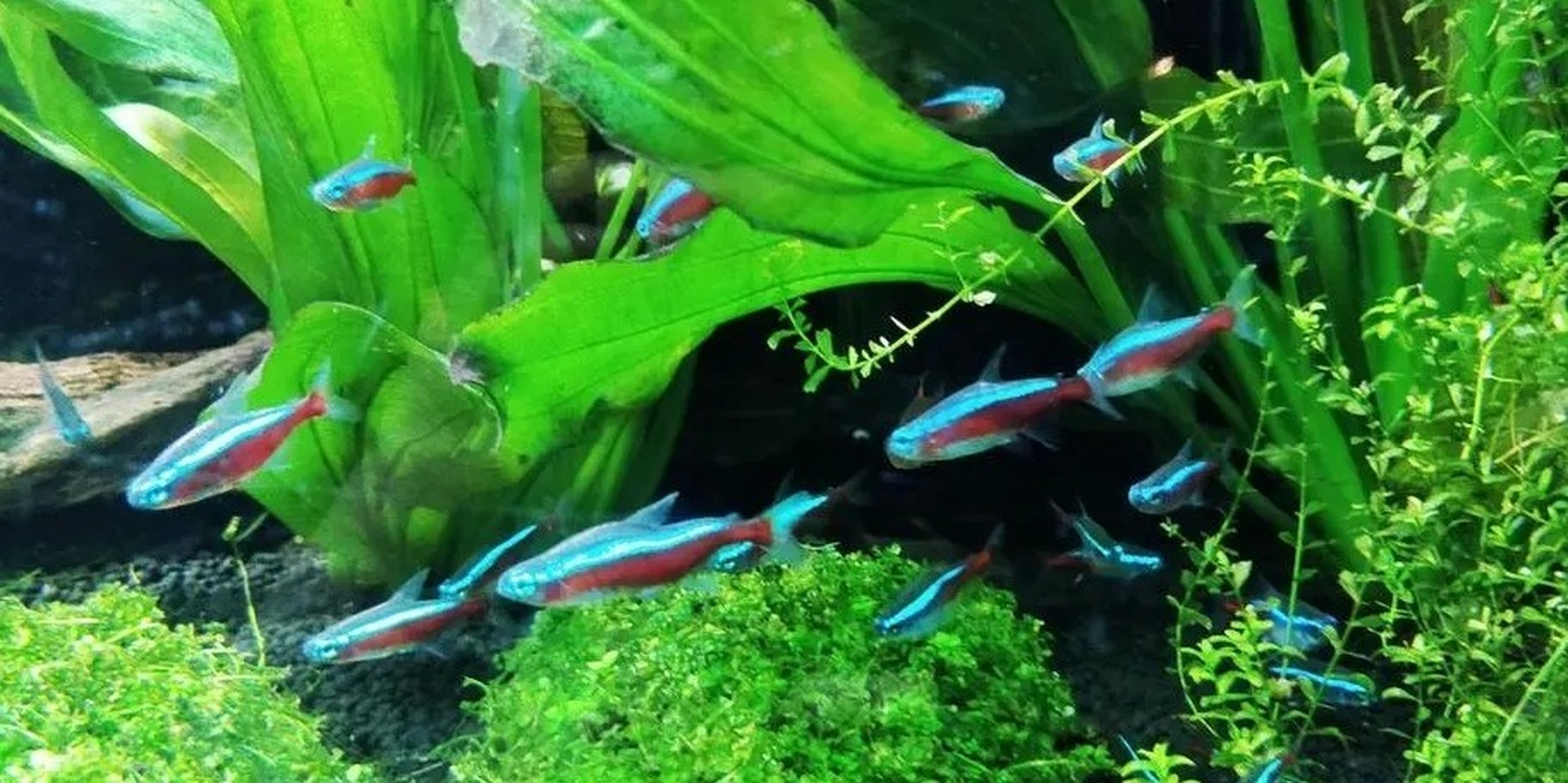 一,水温恒定 红绿灯鱼是热带鱼,喜欢在温暖的环境中生长.