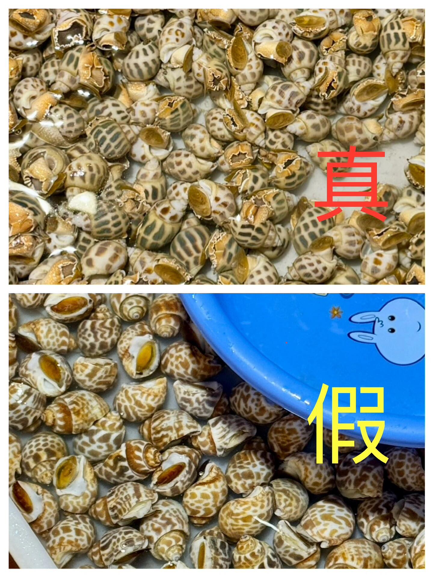 【湛江海鲜市场】花螺(东风螺)要谨慎购买6015