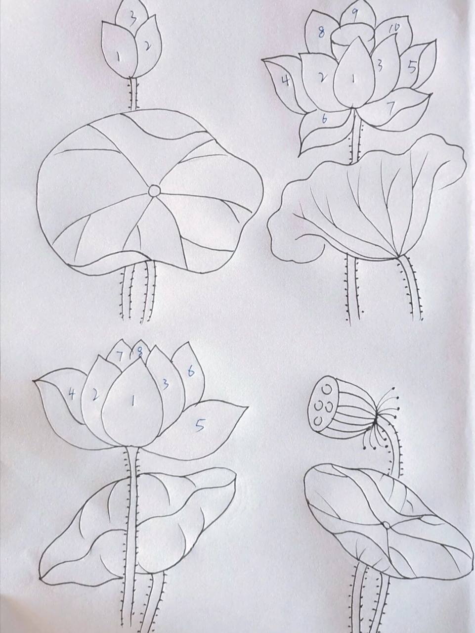 荷叶不同画法,零基础一看就会| 97图一:荷叶不同画法,用几何图形