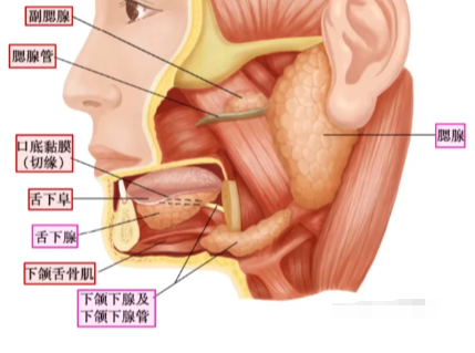 先说说这些腺体的导管开口位置