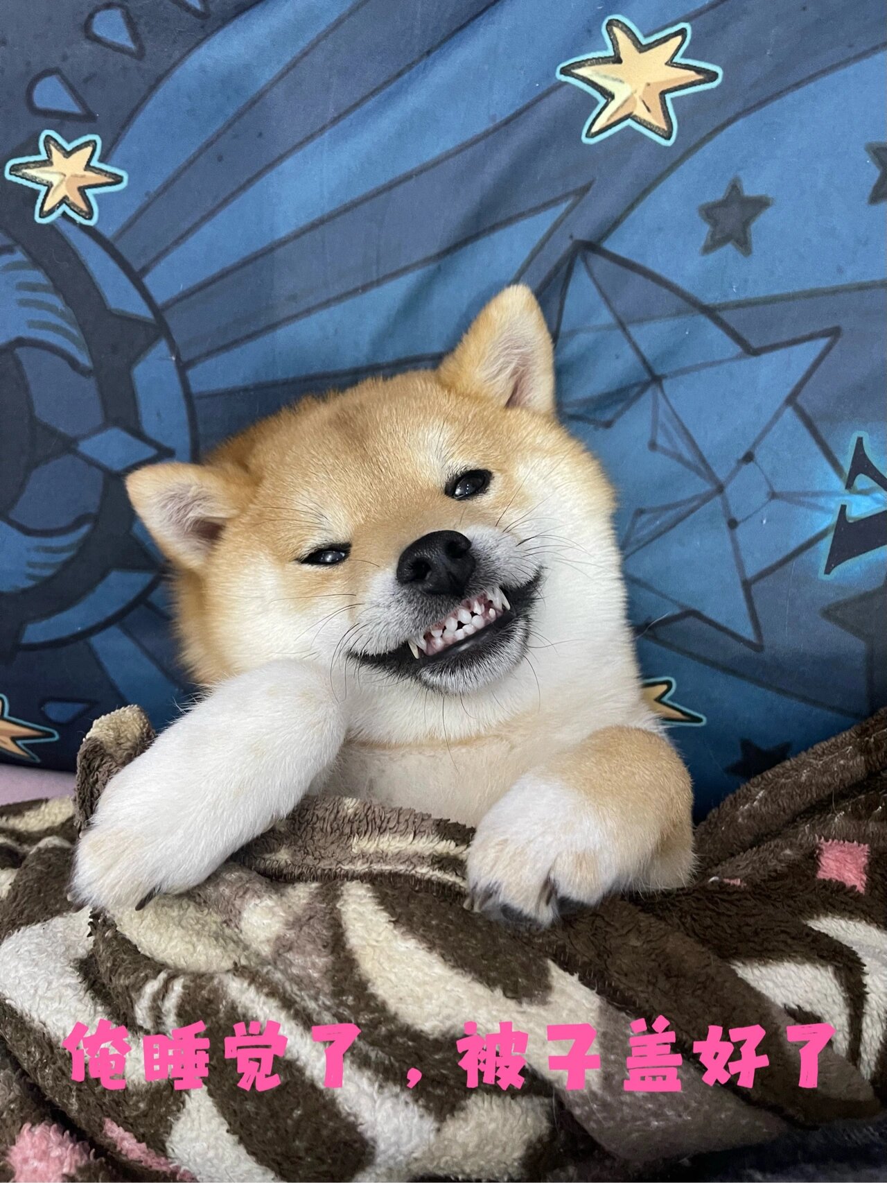 柴犬的睡前露齿笑05 狗子换牙换一半了 依然还是爱露齿笑 还笑的很