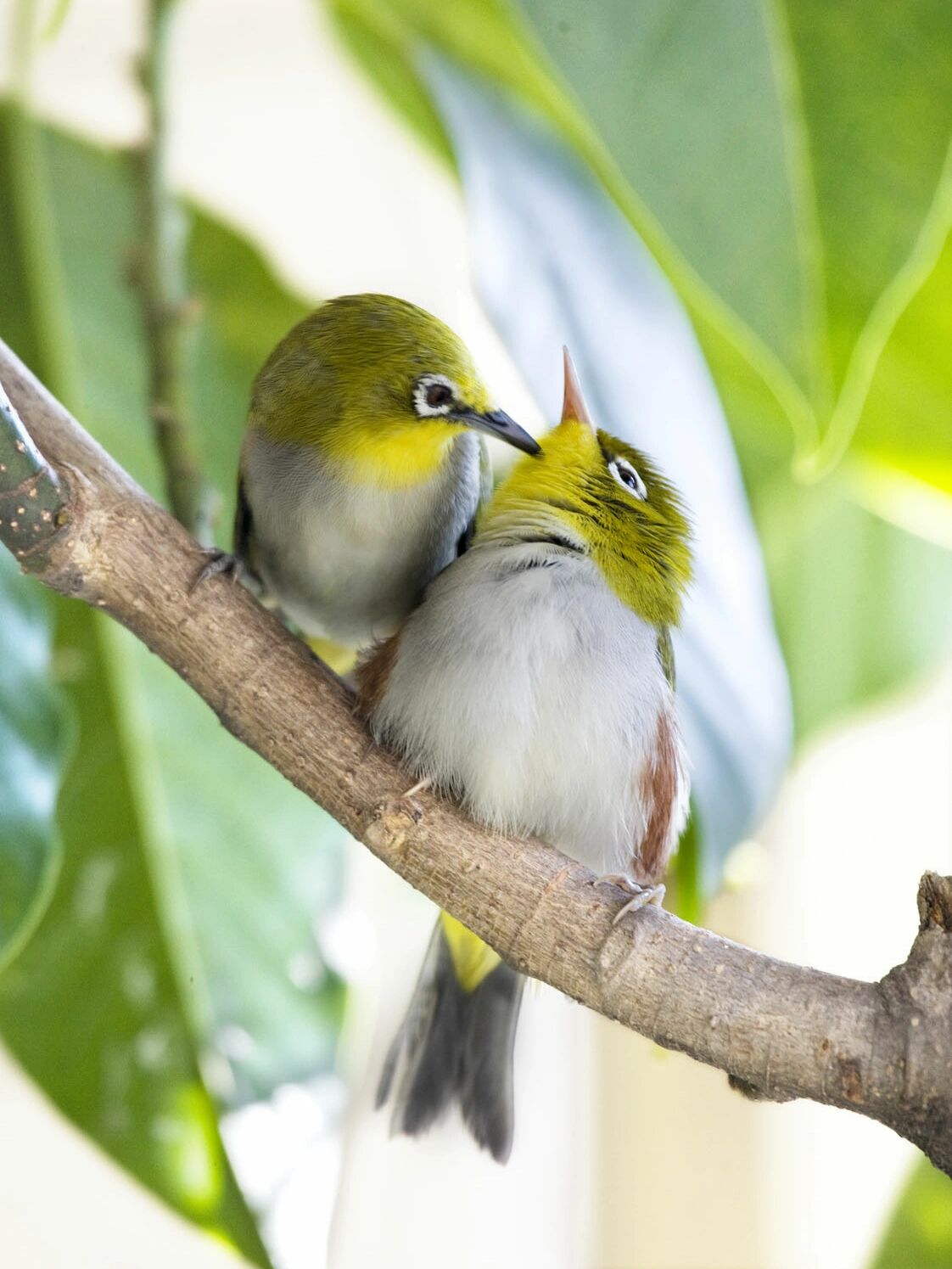 解惑了 知识分享 看了之前那篇,很多姐妹说是麻雀或者绣眼的窝,还有说