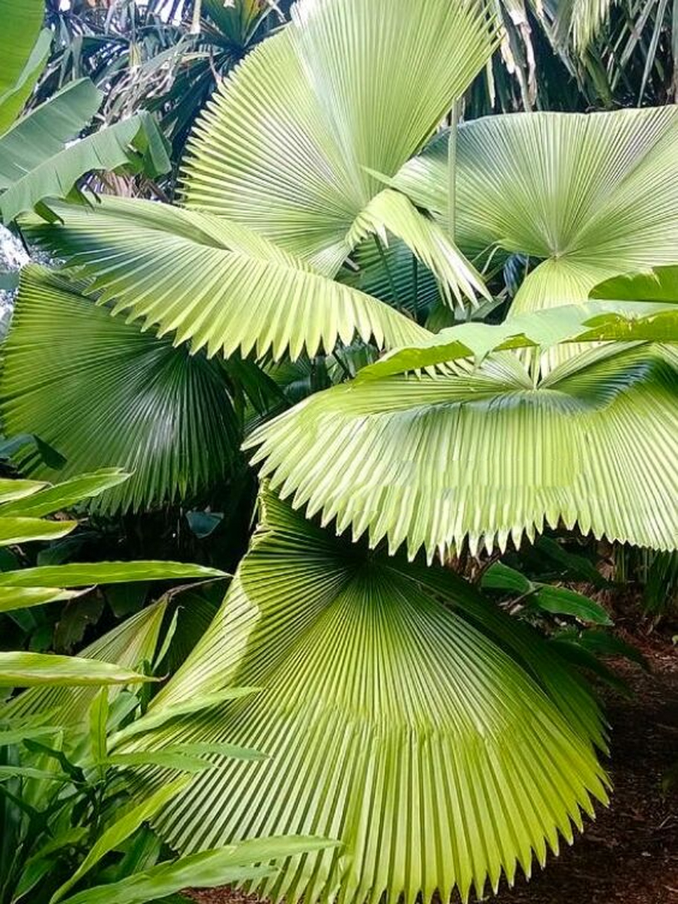 licuala cordata |圆圆可爱的轴榈你养了吗 92大名