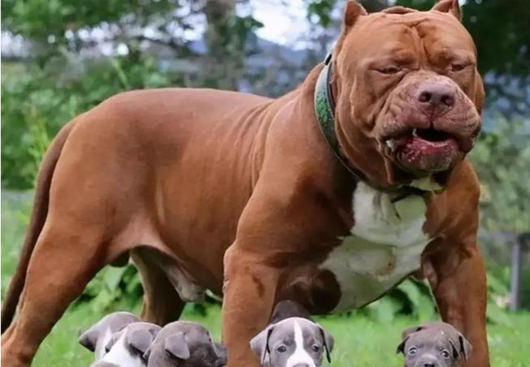 将20只美国斗牛犬放到撒哈拉以南的非洲旷野中,它们能够存活一个星期