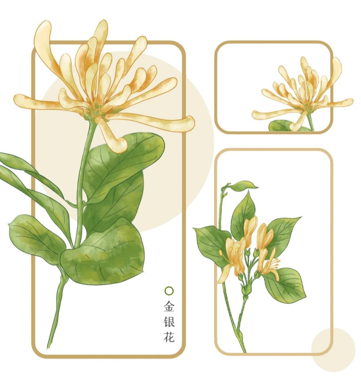 金银花(手绘) 一蒂二花,成双对;鸳鸯摇曳,嬉闹间.