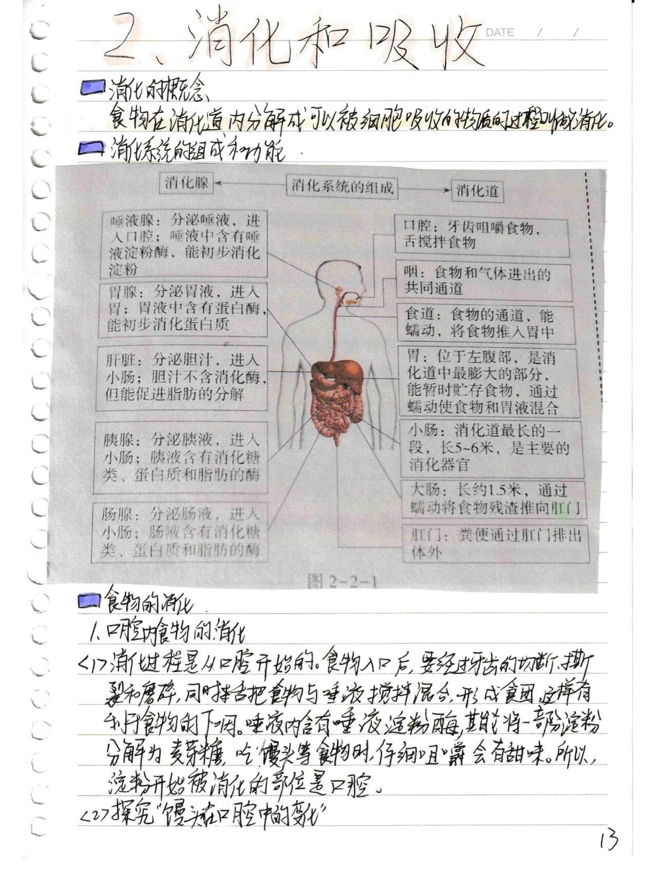 初中生物4.2.2 消化和吸收 课堂笔记