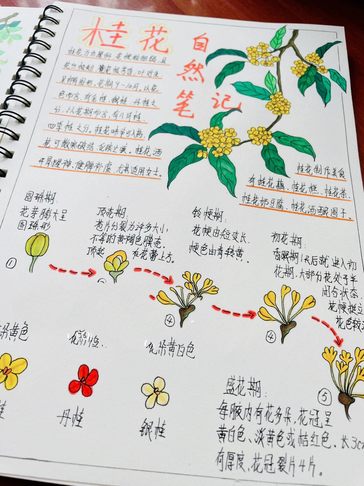 桂花的外形特点描写图片