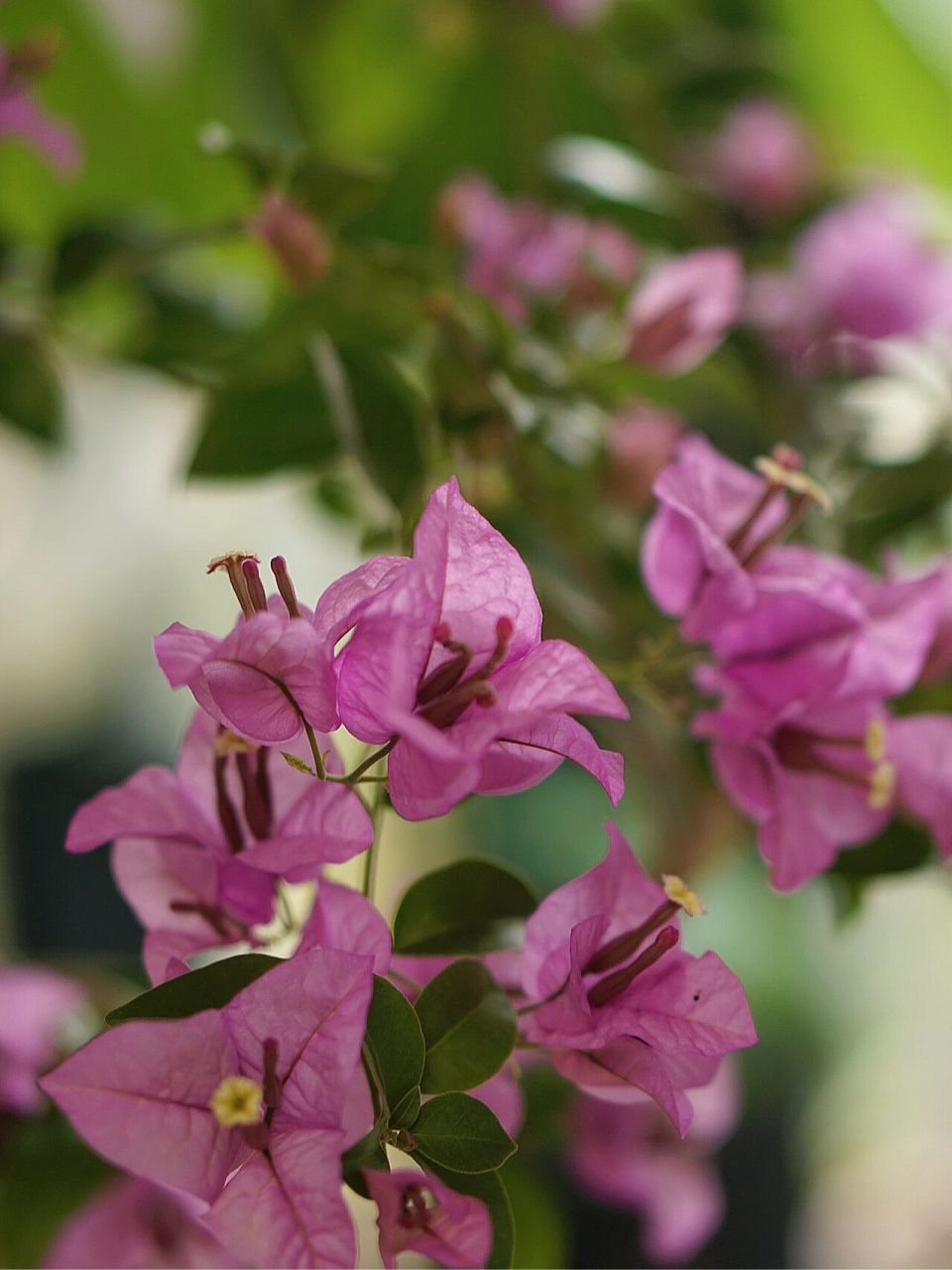 我真的太喜欢巴西紫三角梅了