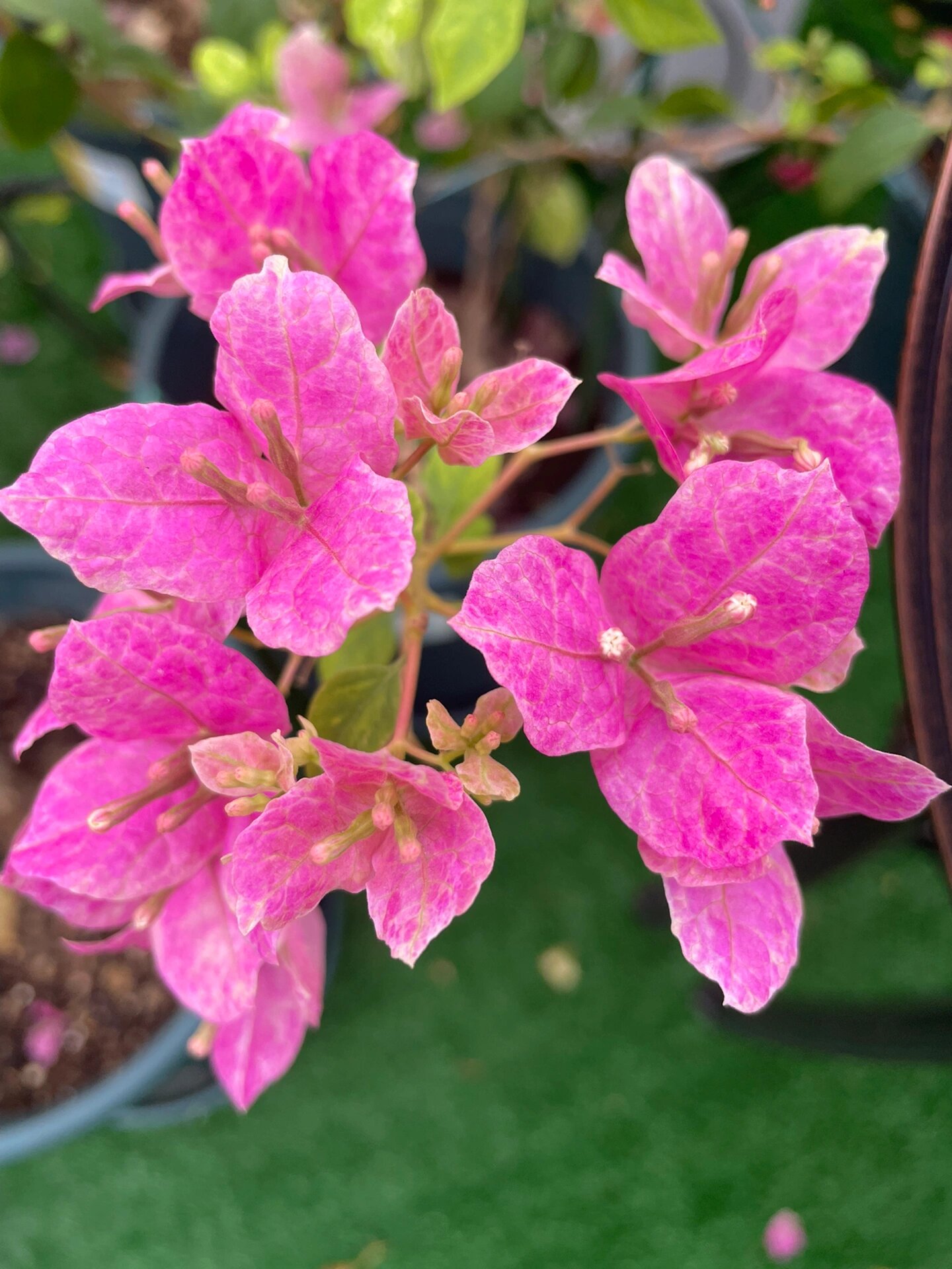 杂斑五宝三角梅