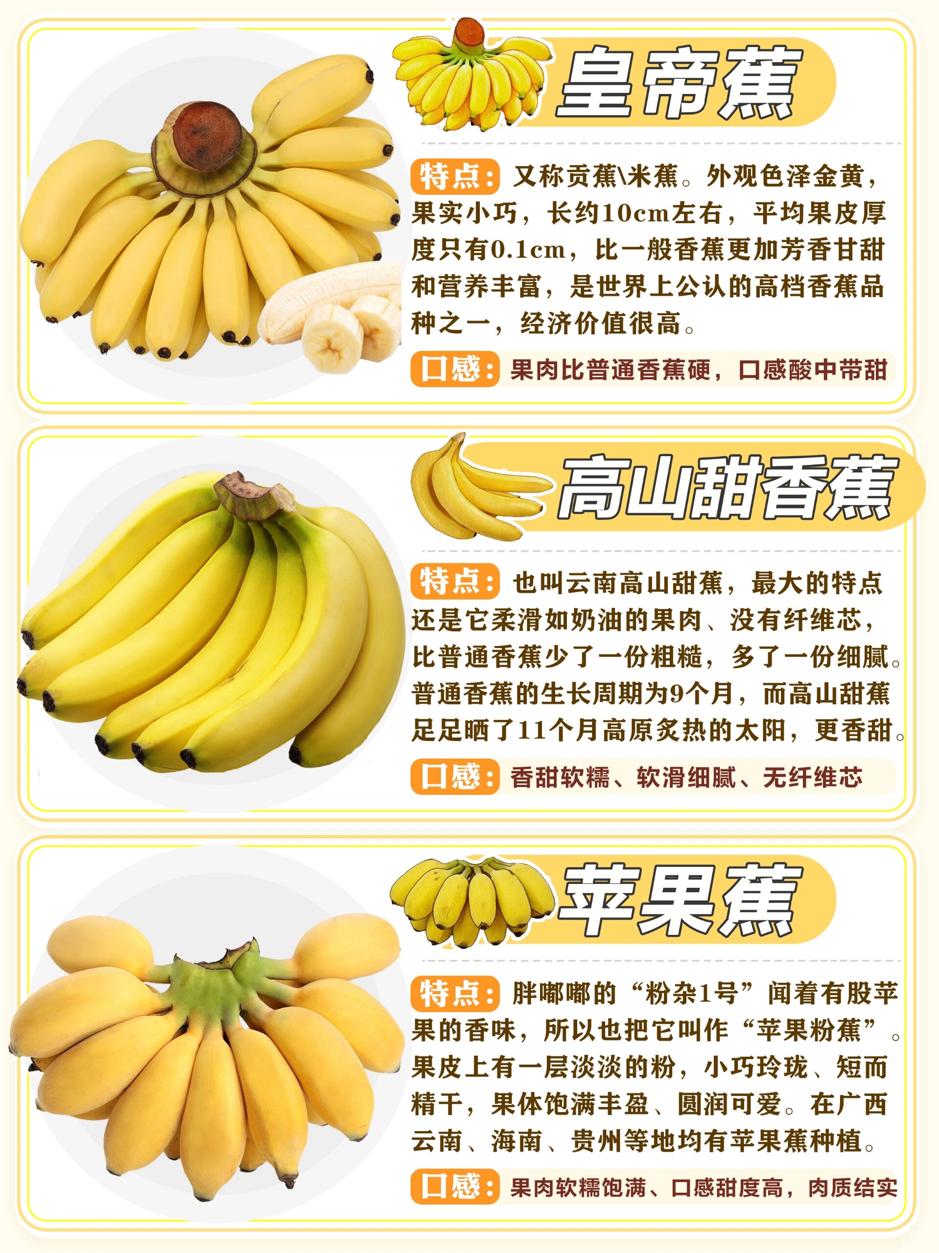常见香蕉品种集94品种特点 | 口感区别
